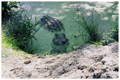 alligator image