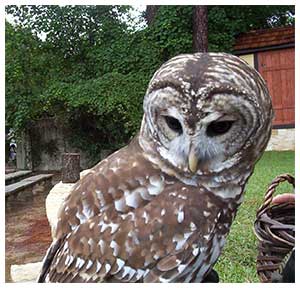 barred owl image