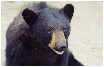 black bear image