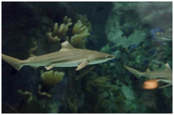 blacktip shark image