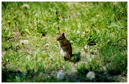 chipmunk image