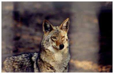 coyote image