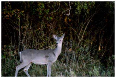 white-tailed deer image