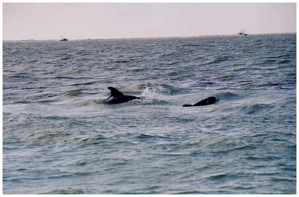 dolphins image