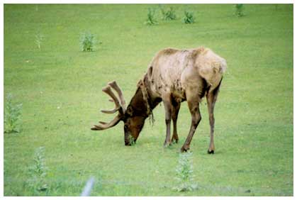 elk image