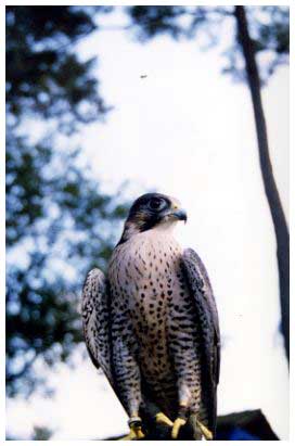 peregrine falcon image