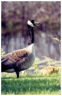 Canada goose image