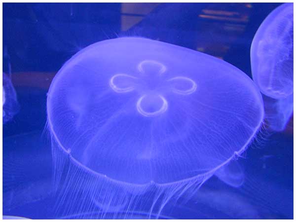 moon jellyfish image