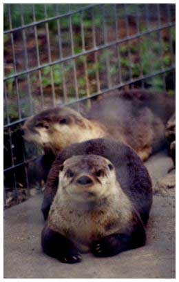 North American river otter image