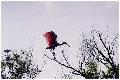 roseate spoonbill image