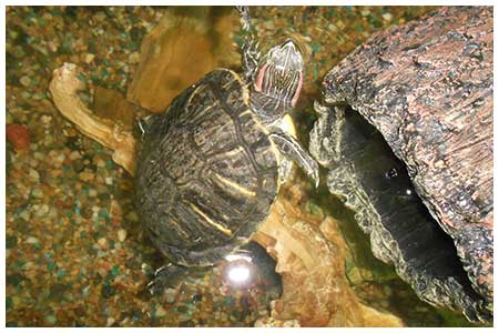 red-eared slider turtle image